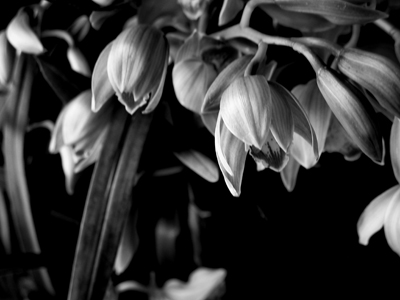 Nature's Persona - Flora Series - Susan Searway Art & Design © 2013